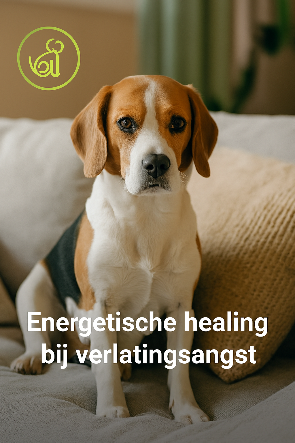 Verlatingsangst (voor honden)