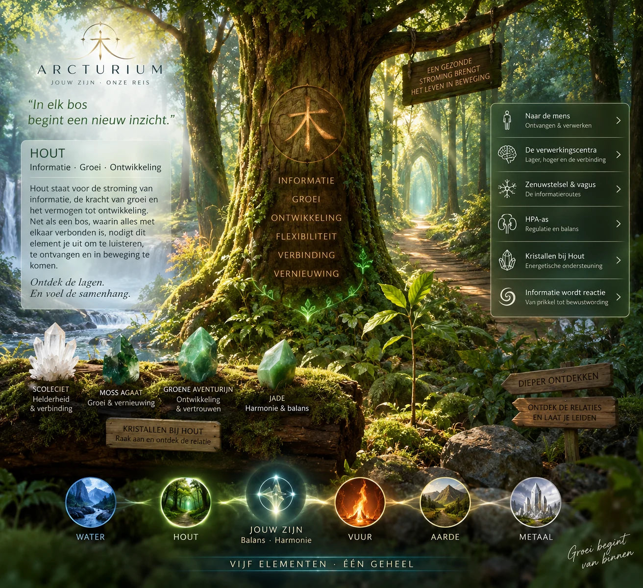 Hout — bos, groei, informatie en kristallen